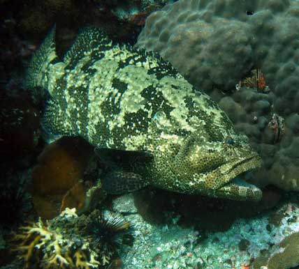 scuba diving for grouper
