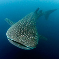 thailand whale shark